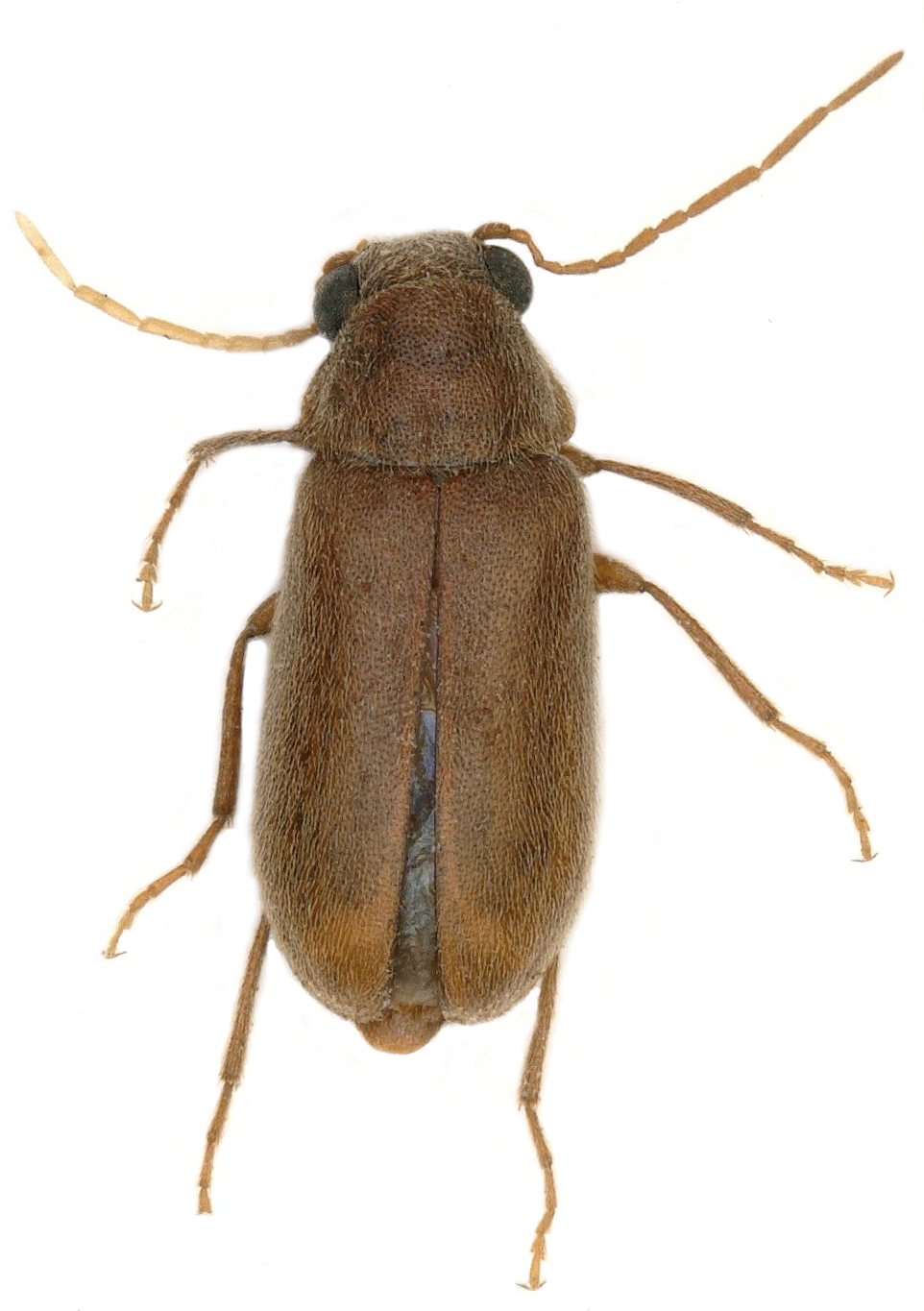 Habitus d'Ernobius mollis