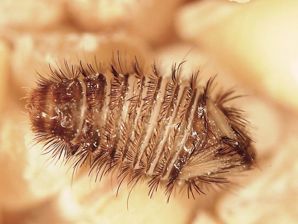 Infestation sur des Anthrènes insecte se nourrissant de fibres naturelles  coton, soie, fourrure un insecte au comportement se rapprochant de la mite  du, By Synergie 3D