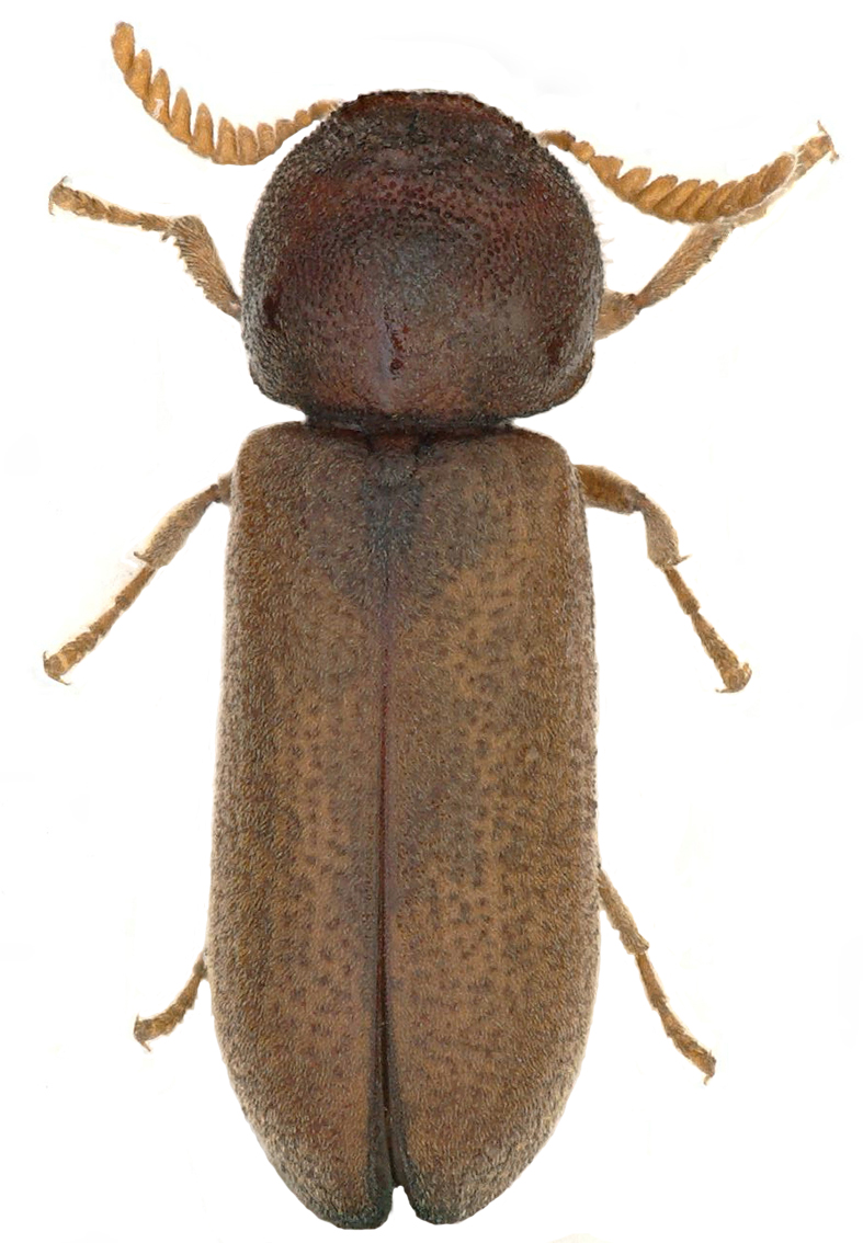 Habitus femelle de Ptilinus pectinicornis