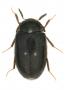 Habitus mâle d'Attagenus pellio