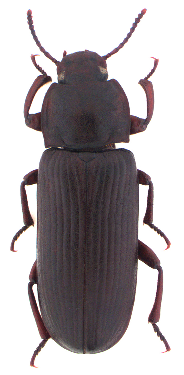 Habitus de Tenebrio molitor 