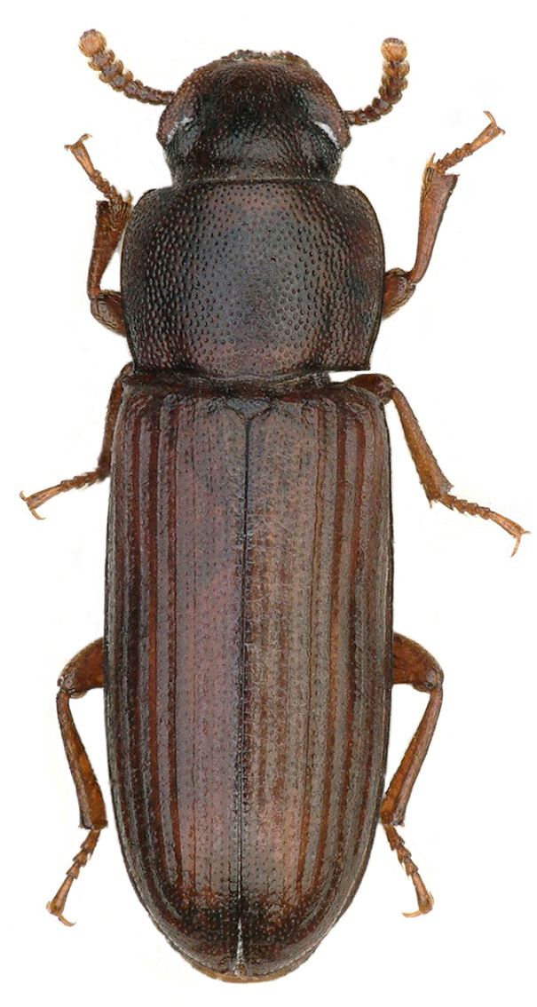 Habitus de Tribolium confusum