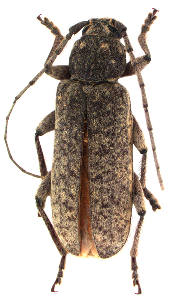 Habitus de Trichoferus holosericeus