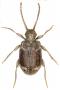 Habitus de Ptinus variegatus